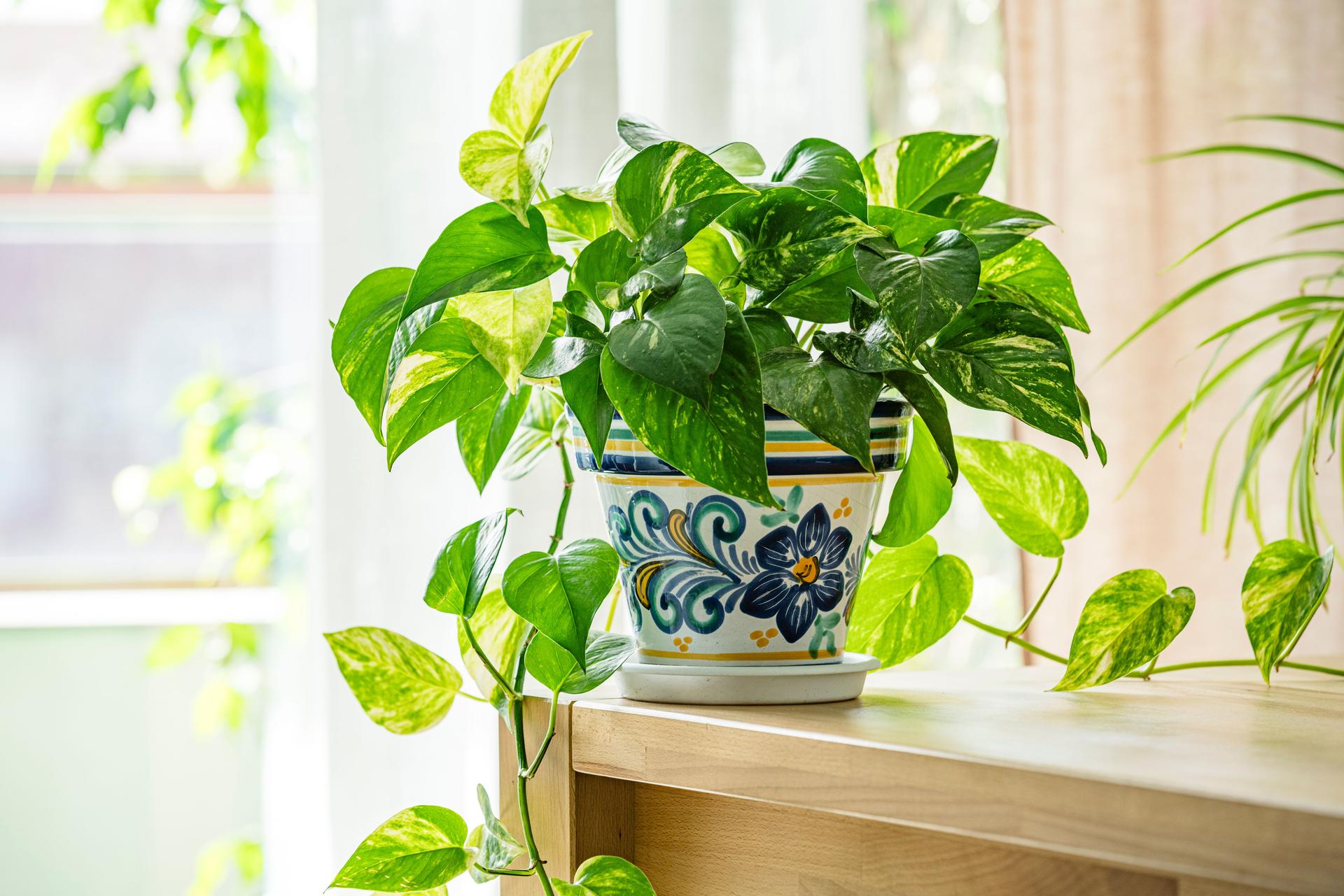 Pothos houseplant in a flower pot. Epipremnum aureum